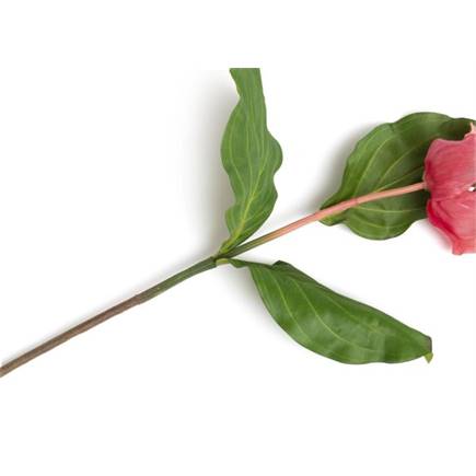 XOOON Medinilla Spray kunstbloem H110cm