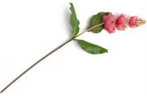 XOOON COCOMAISON  Medinilla Spray kunstbloem H110cm